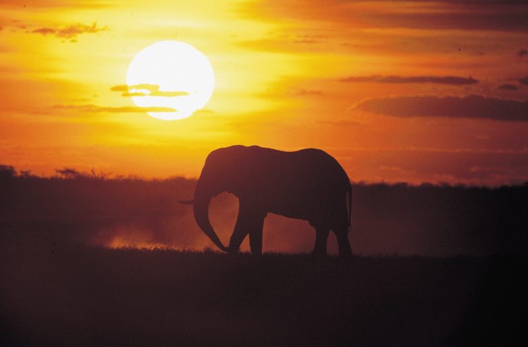 Elefant in KwaZulu-Natal – Wildlife und Natur Südafrika