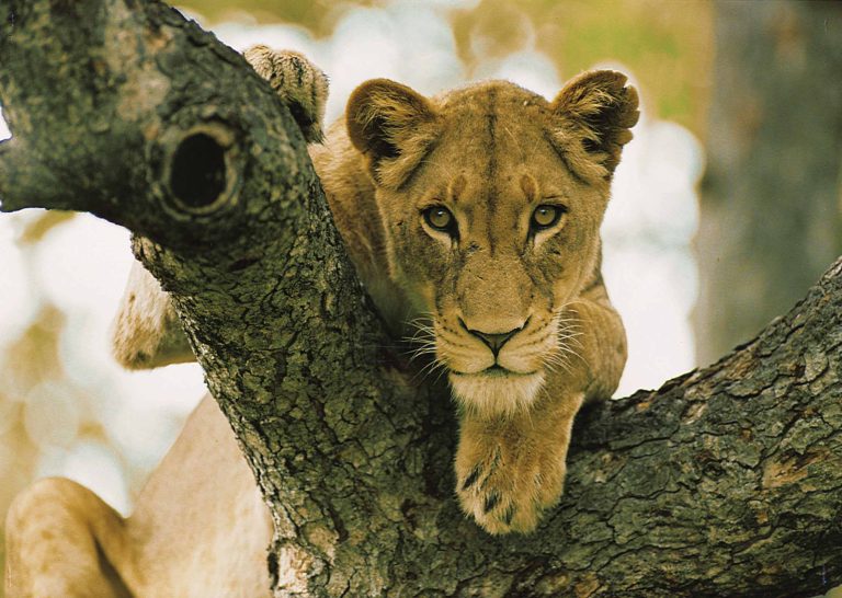 Löwe an der Garden Route – Wildlife Projekte in Südafrika